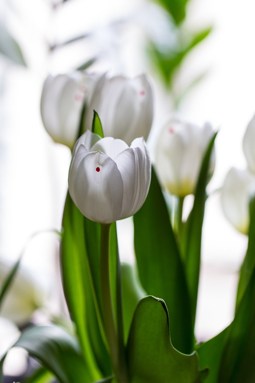 tulips spring flower free photo