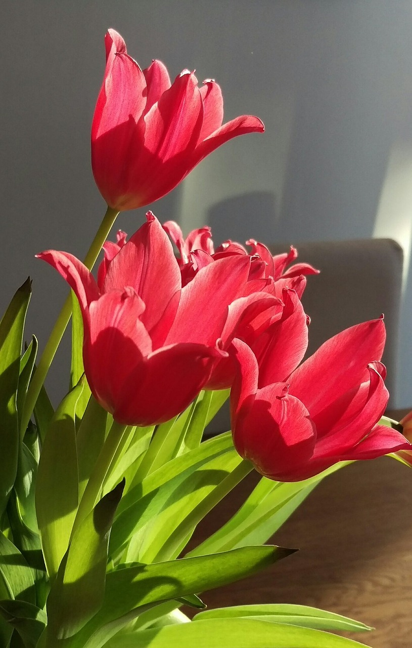 tulips spring bouquet free photo