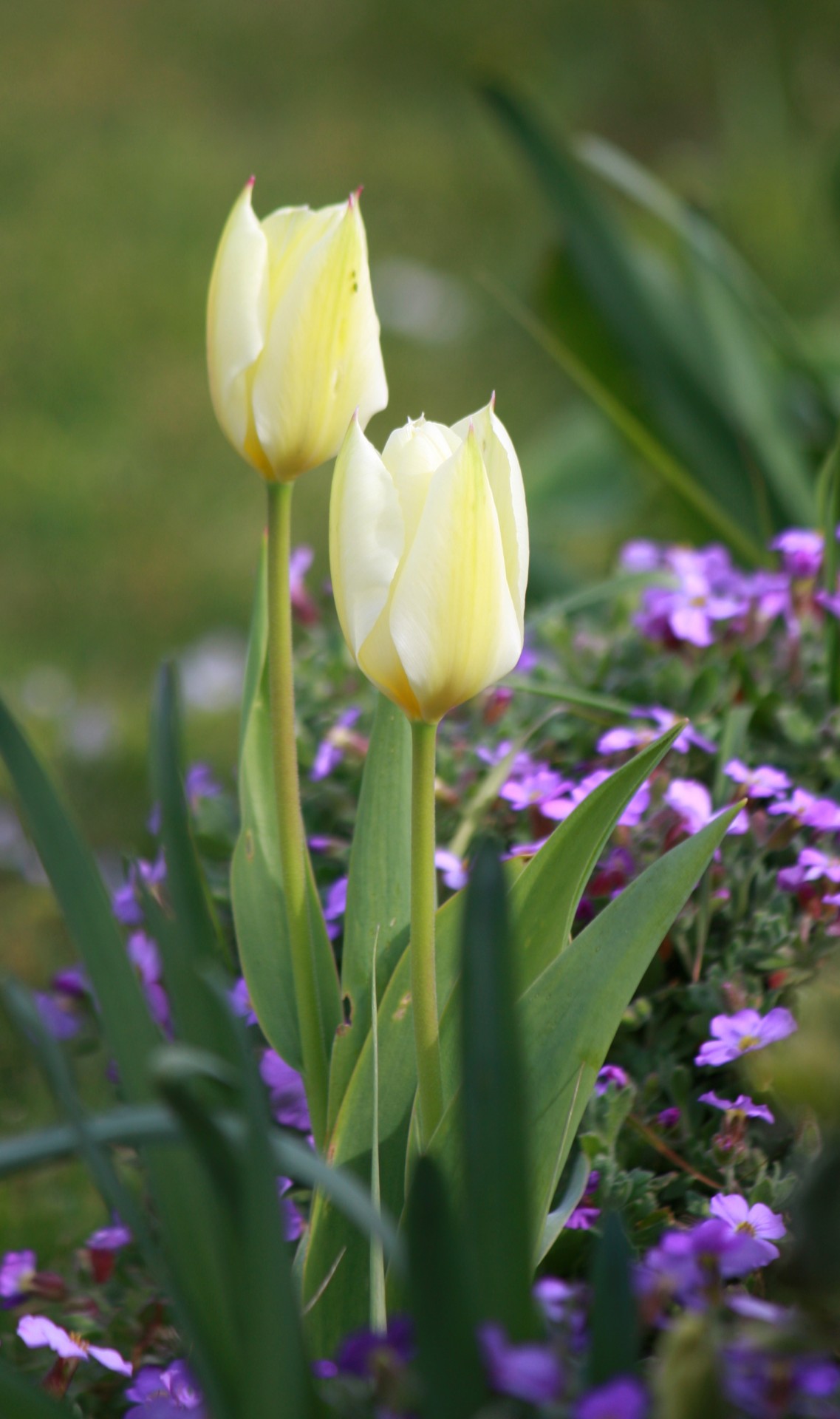 tulip tulips flowers free photo