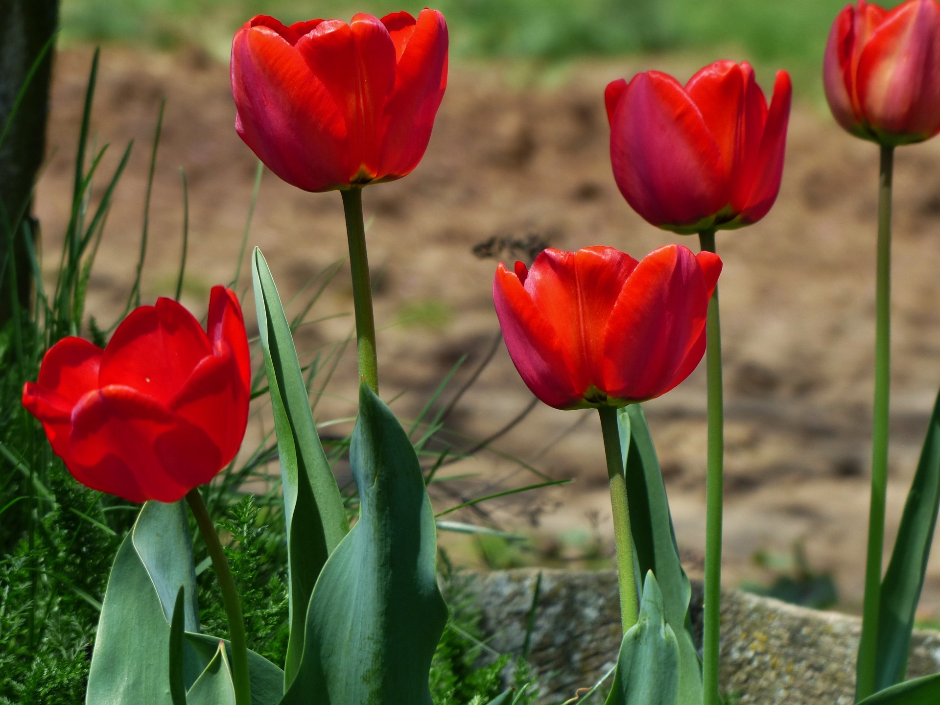 tulip flower flowers free photo