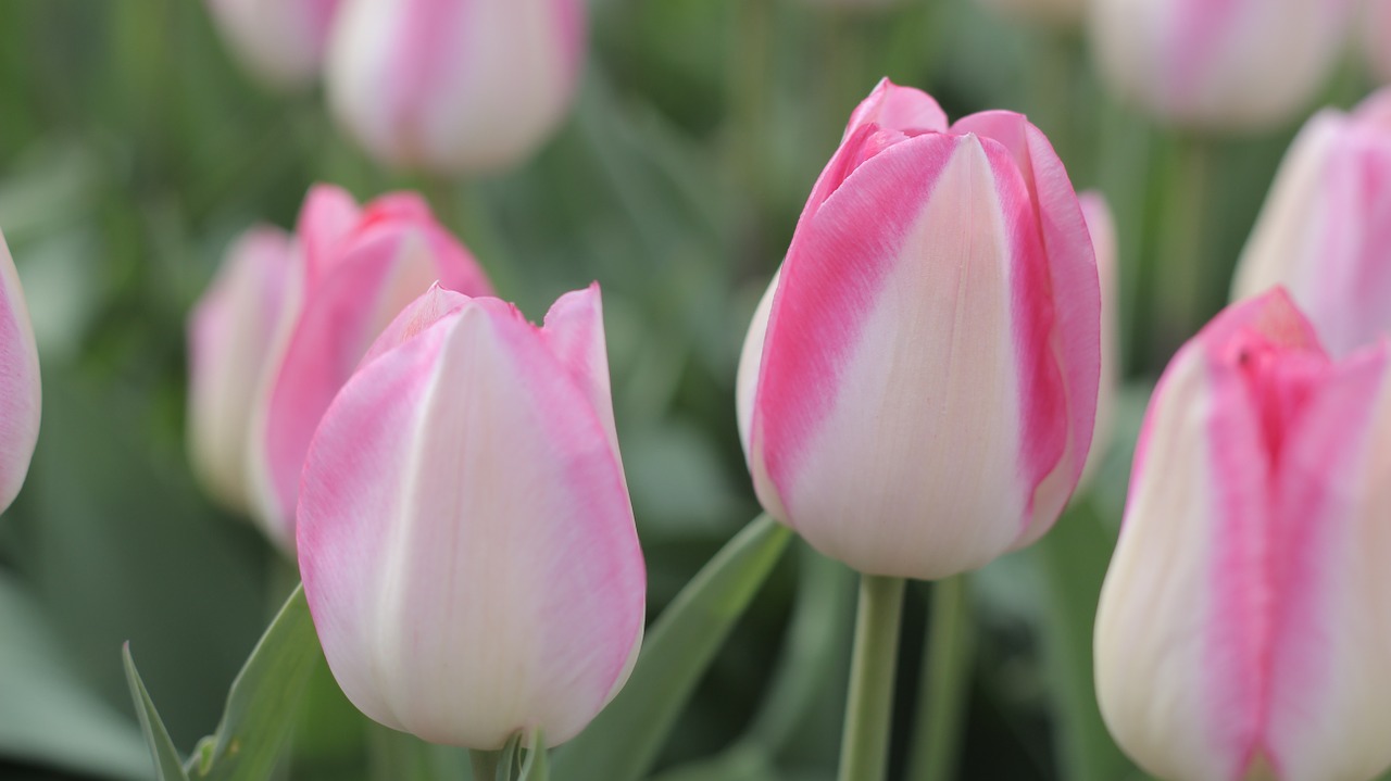 tulips pink spring free photo