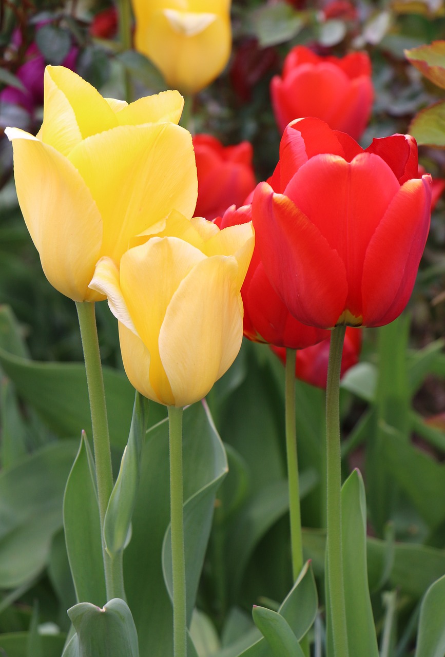tulips flowers yellow free photo