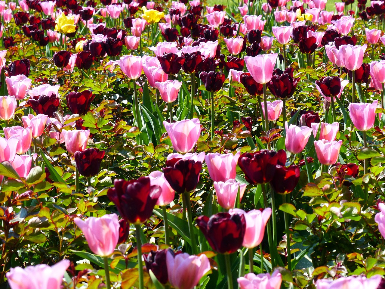 tulips flowers flowers plant free photo