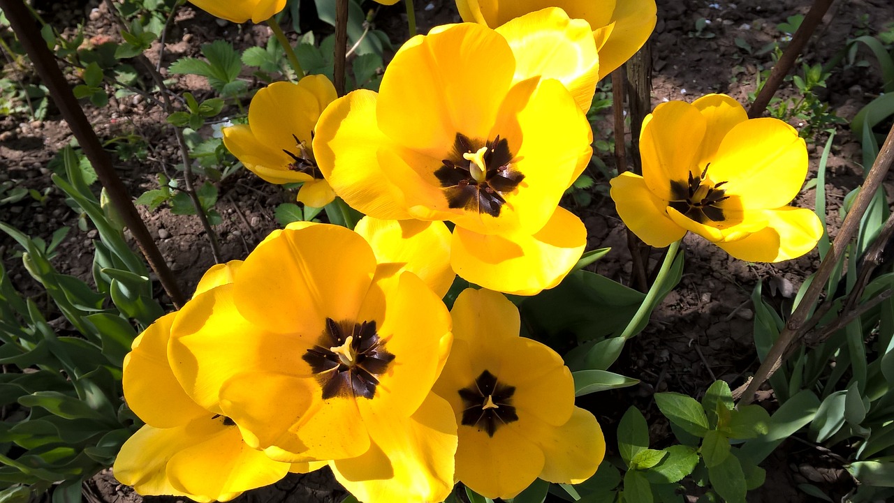 tulips spring yellow free photo