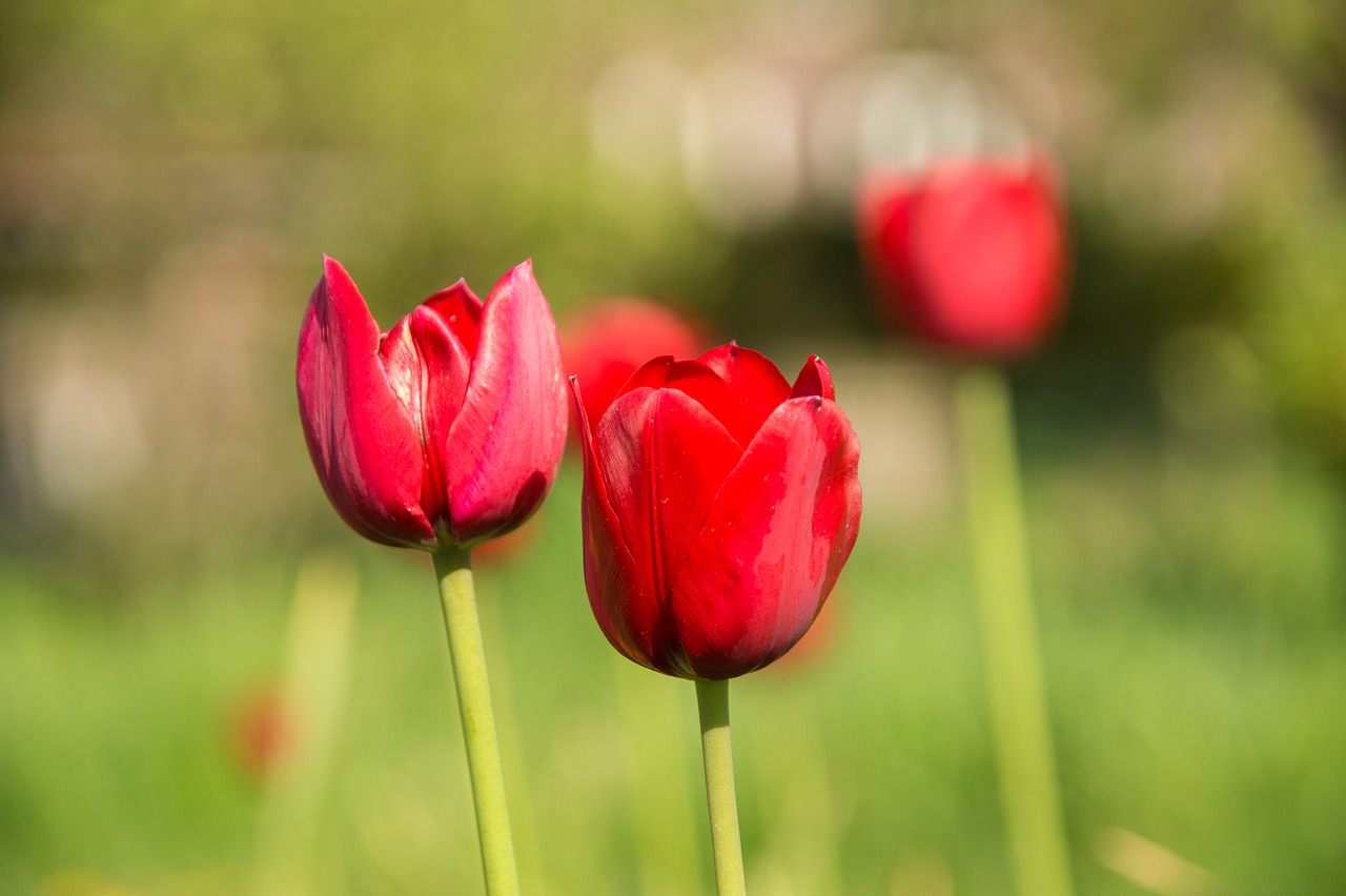 tulips holland nature free photo