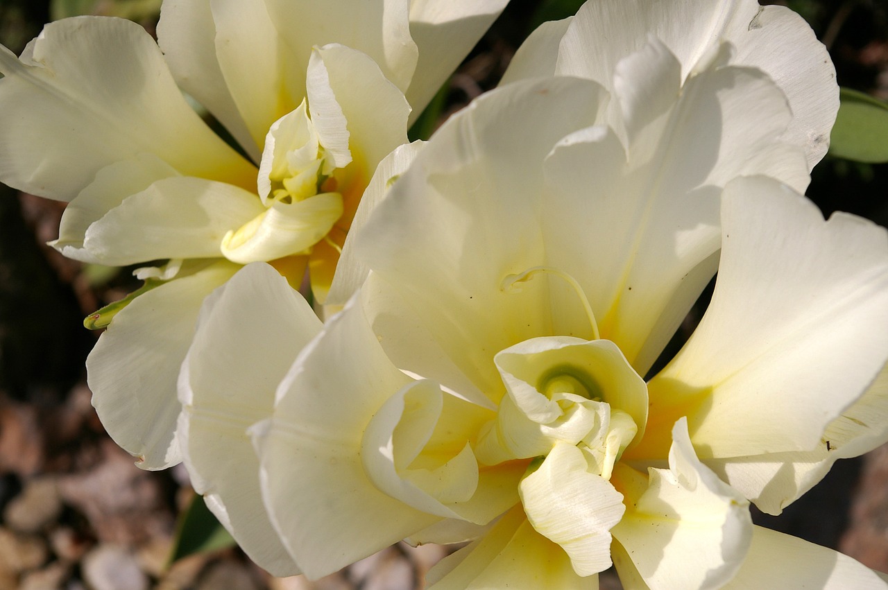 tulips white tulips white free photo