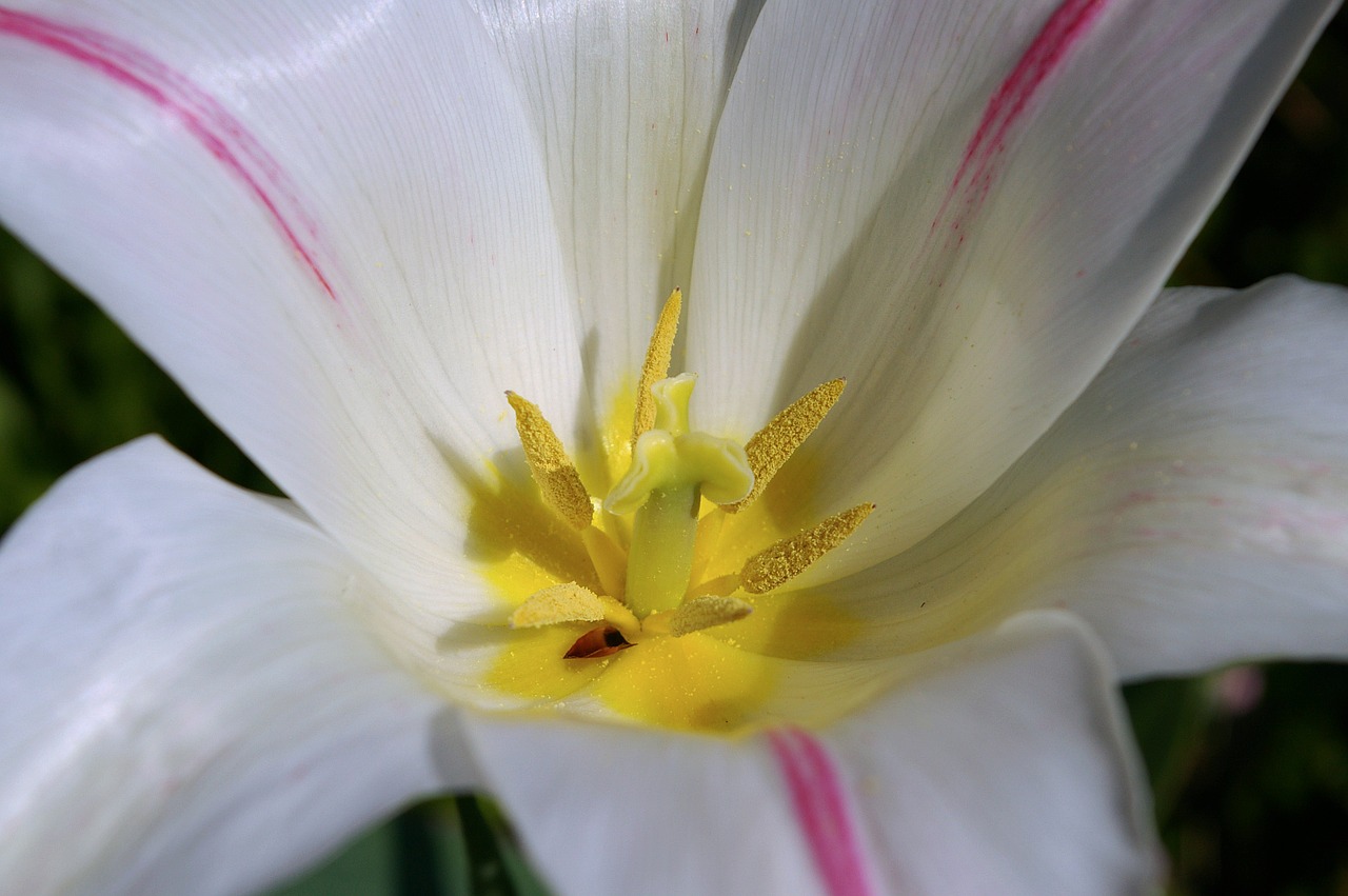 tulips white tulips white free photo