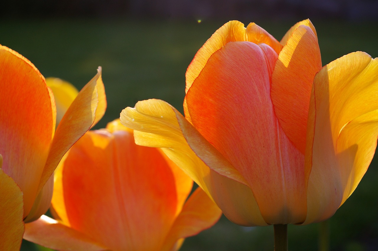 tulips yellow tumor orange tulip free photo