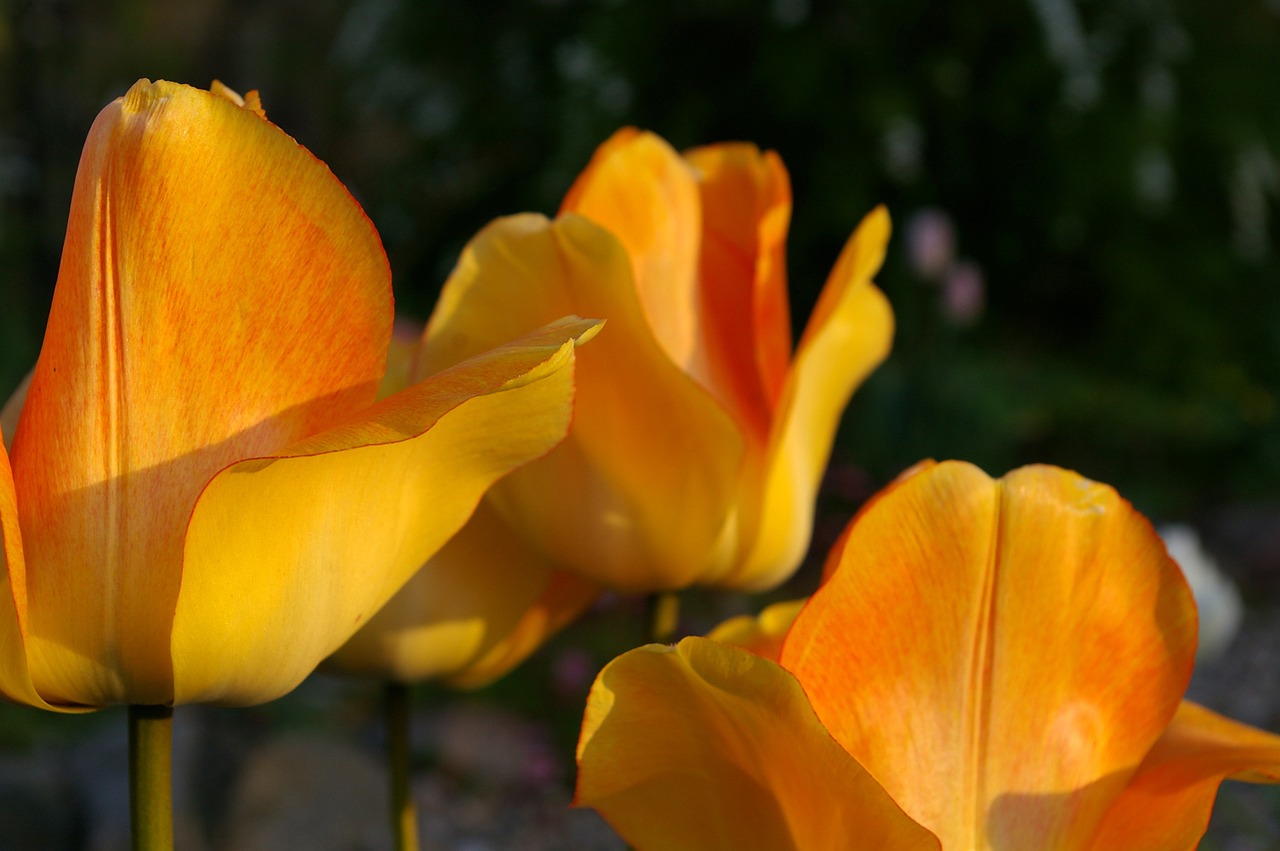 tulips yellow tumor orange tulip free photo