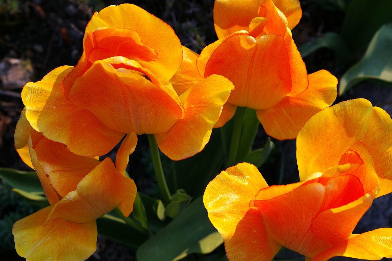 tulips yellow tumor orange tulip free photo