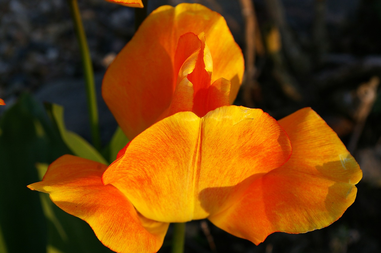 tulips yellow tumor orange tulip free photo