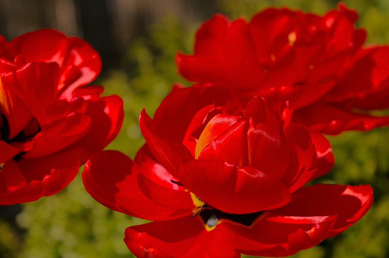 tulips red tulips red free photo