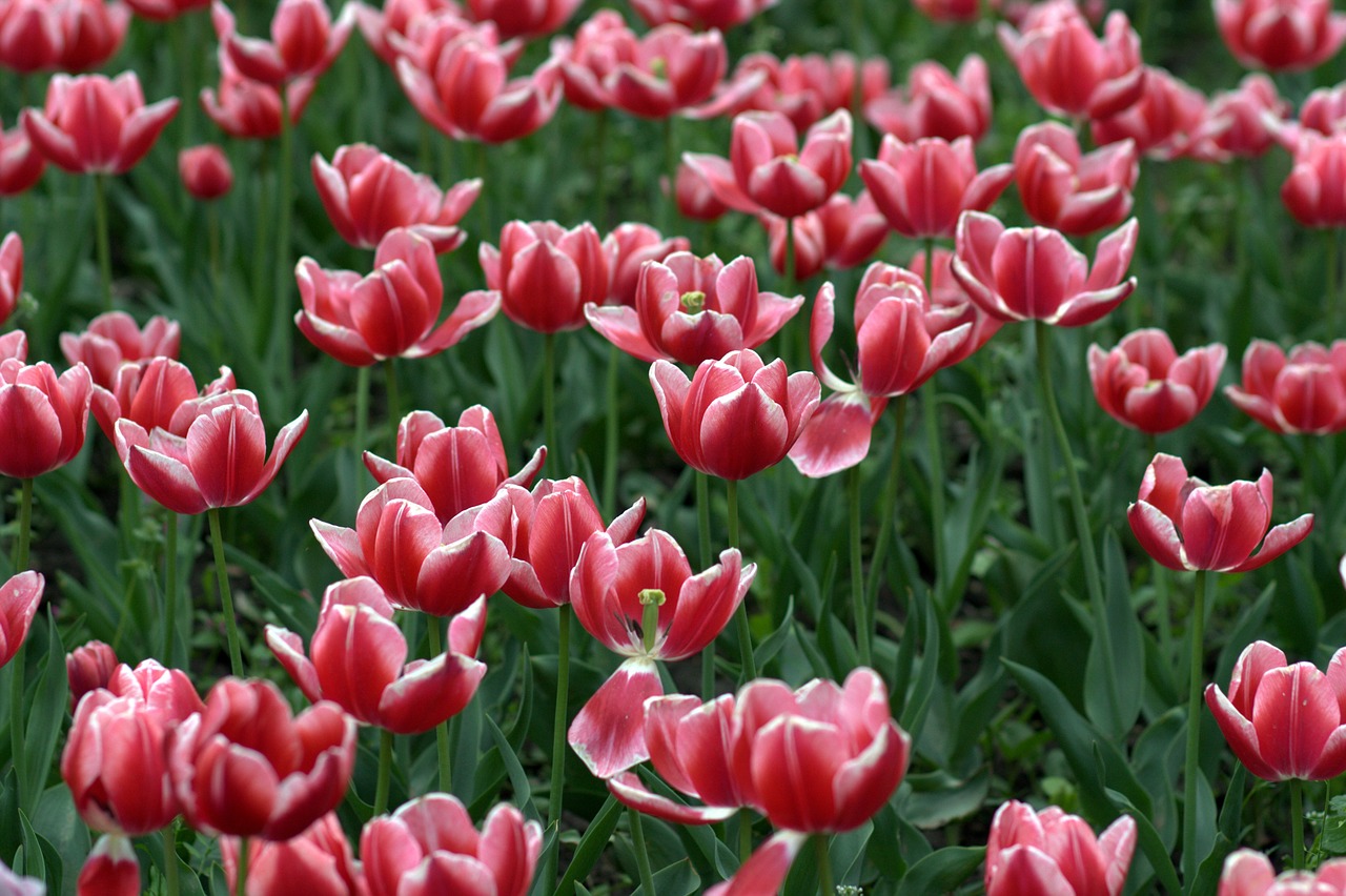 tulips red camp free photo