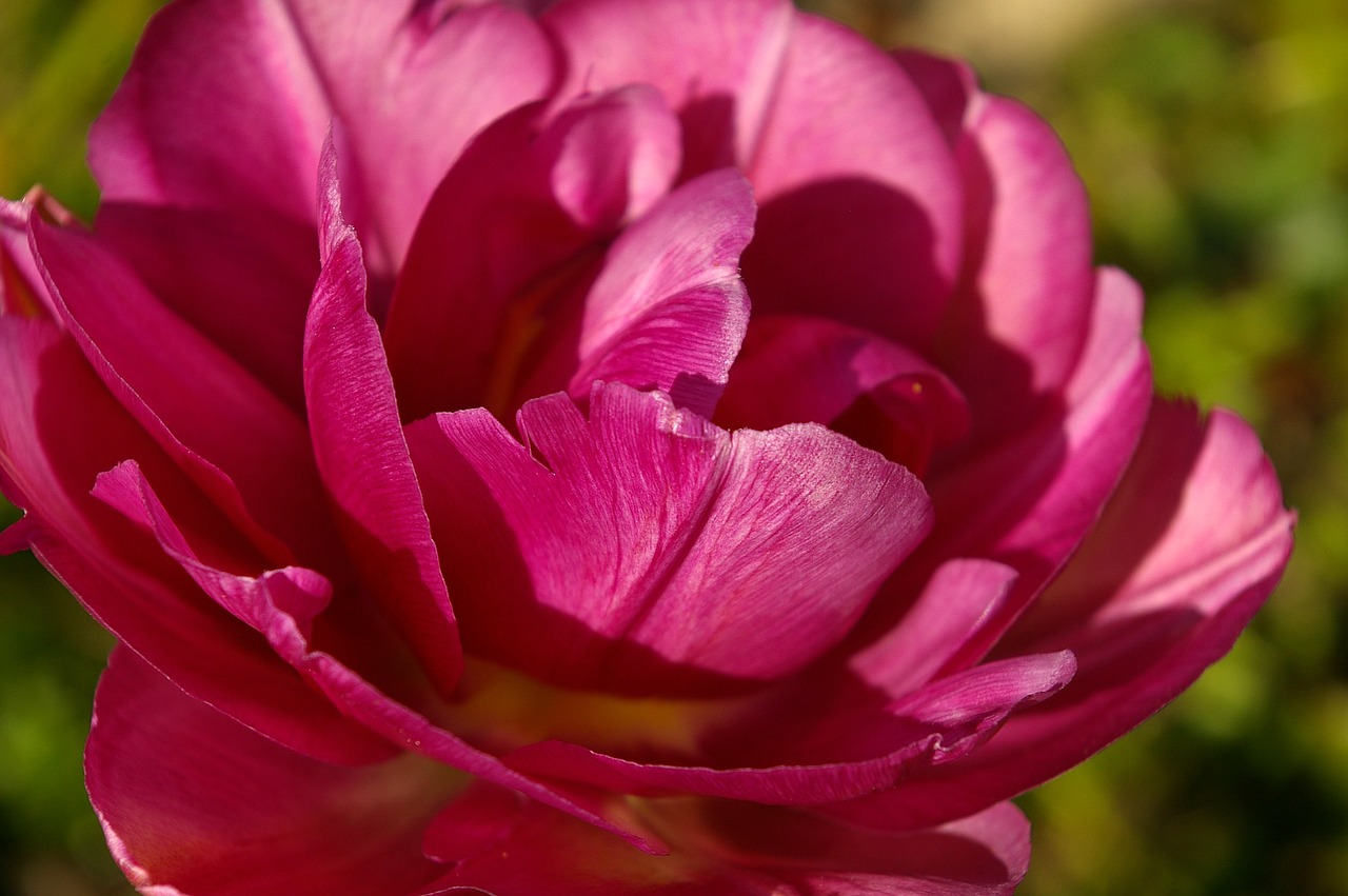 tulips red flower free photo