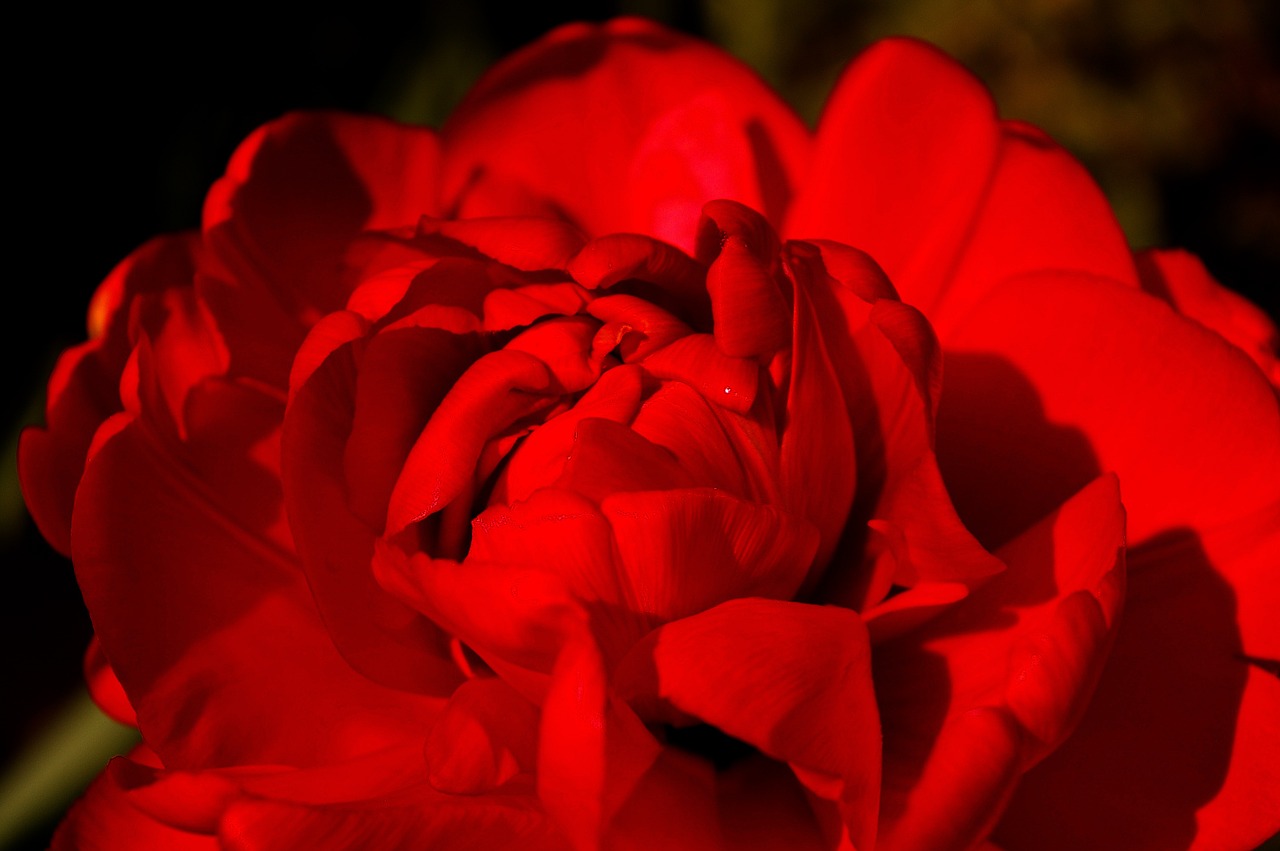 tulips red tulips red free photo