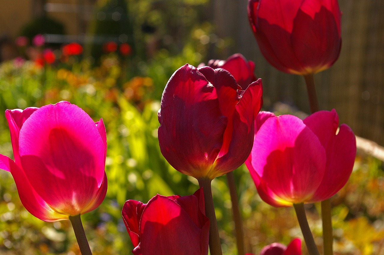 tulips red tulips red free photo