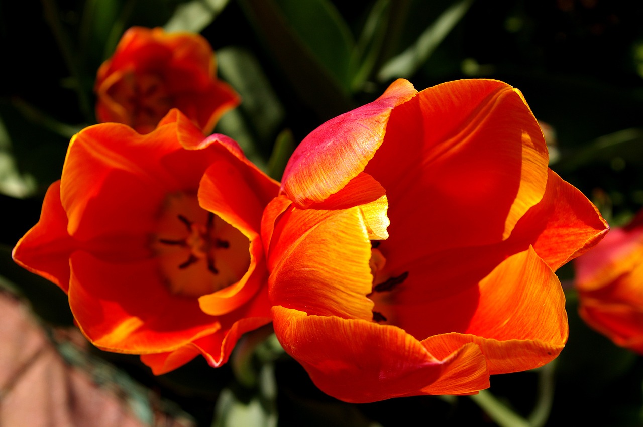 tulips red orange tulips red free photo