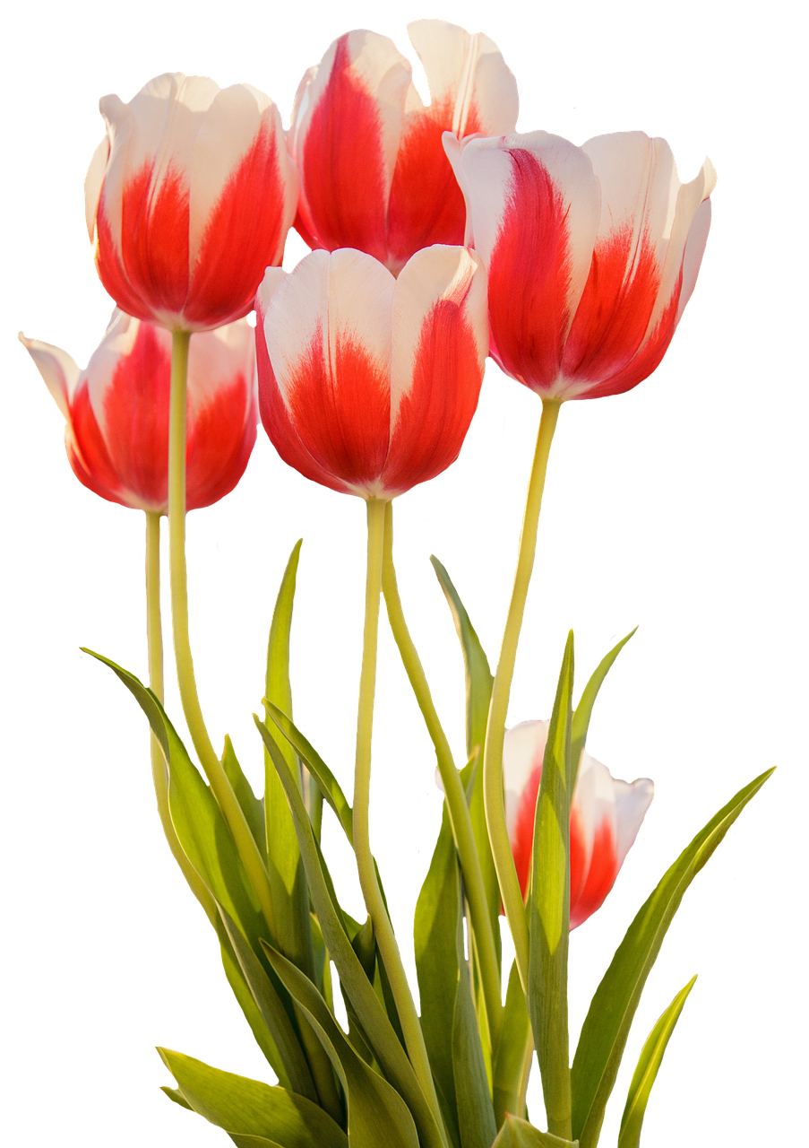 tulips red spring free photo