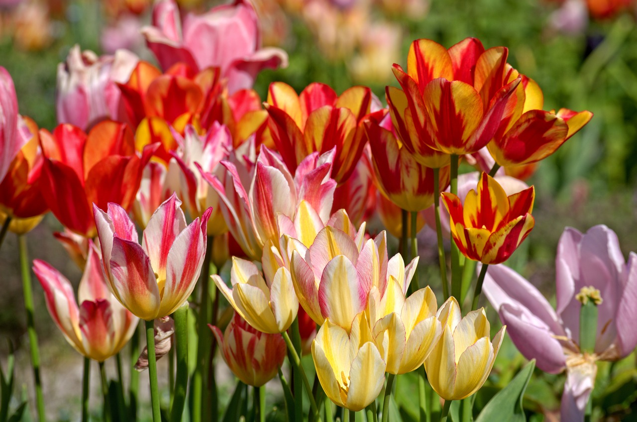 tulips bloom spring free photo