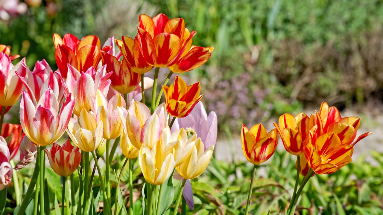 tulips bloom spring free photo