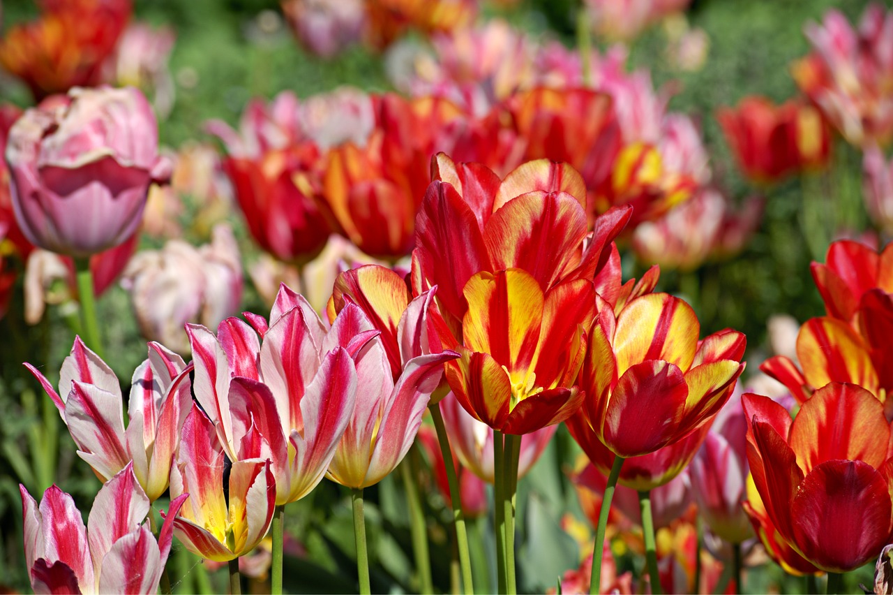 tulips bloom spring free photo