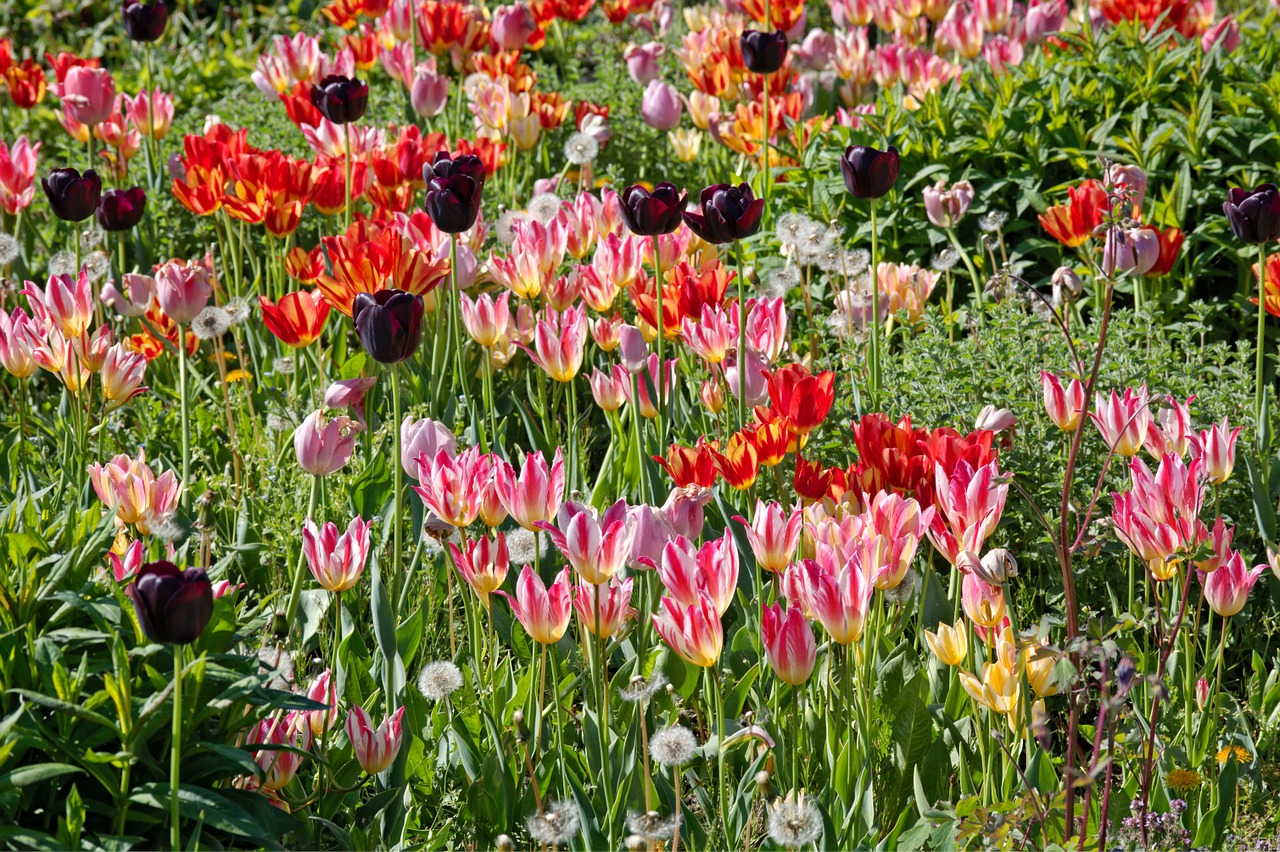 tulips bloom spring free photo