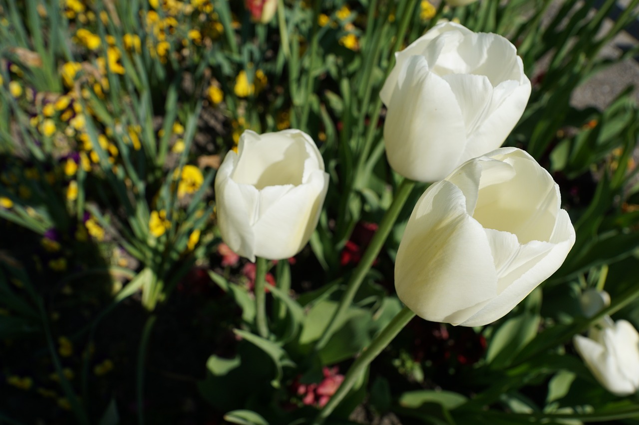 tulips flowers white free photo