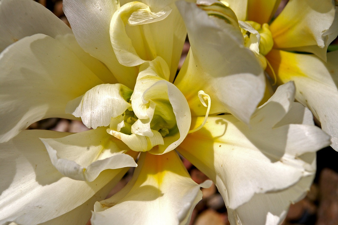 tulips white tulips white free photo