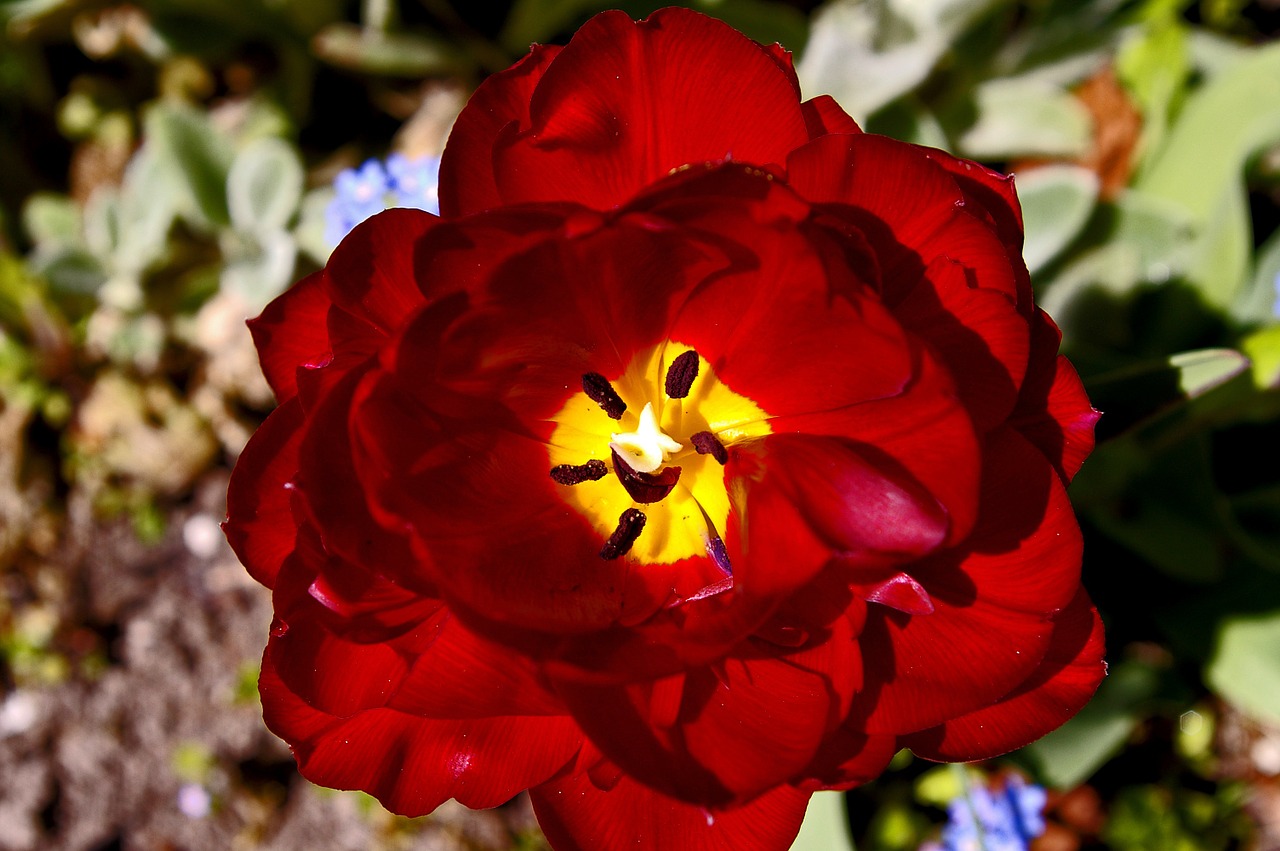 tulips red tulips red free photo