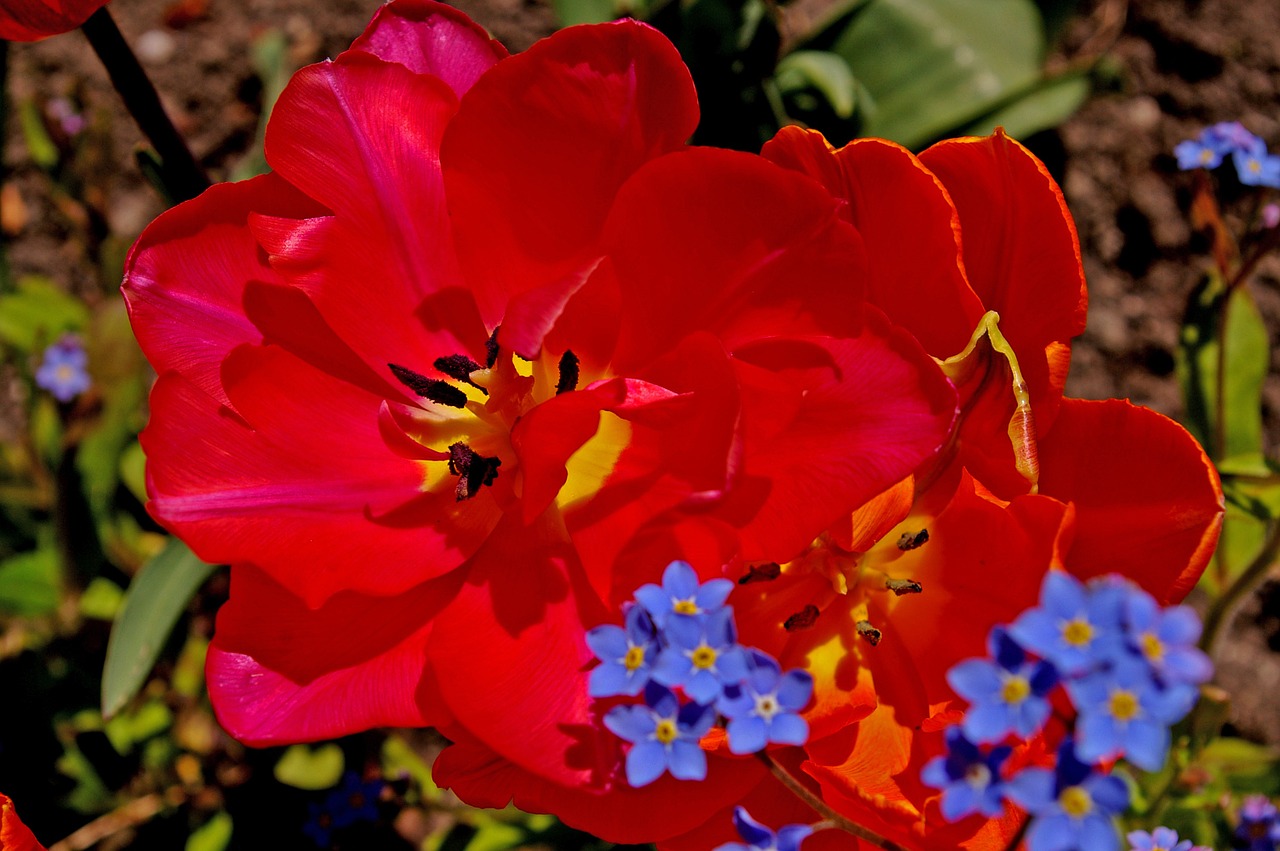 tulips red tulips red free photo