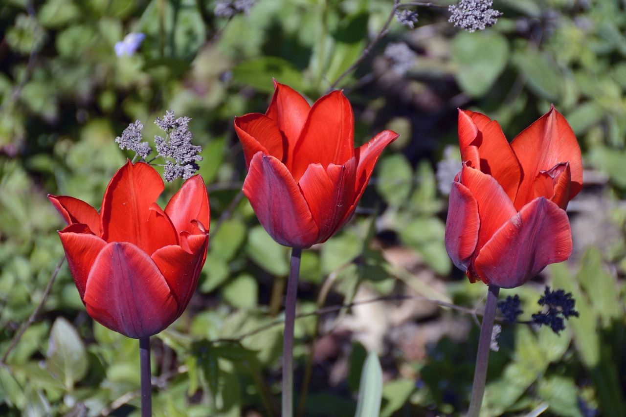 tulips tulpenbluete flowers free photo