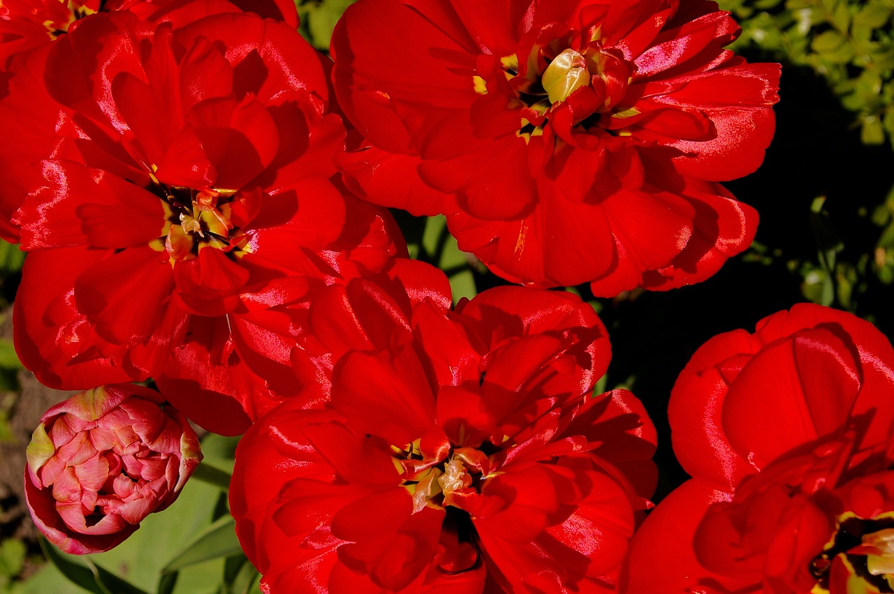 tulips red tulips red free photo