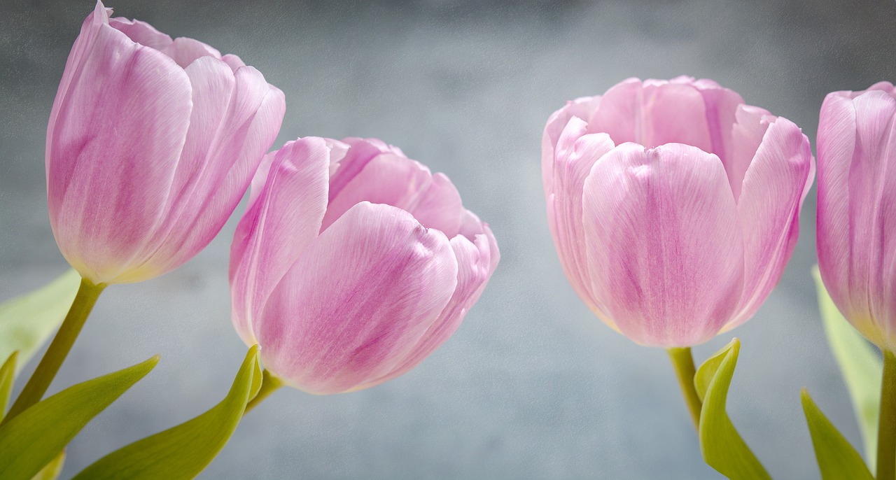 tulips pink pink flowers free photo