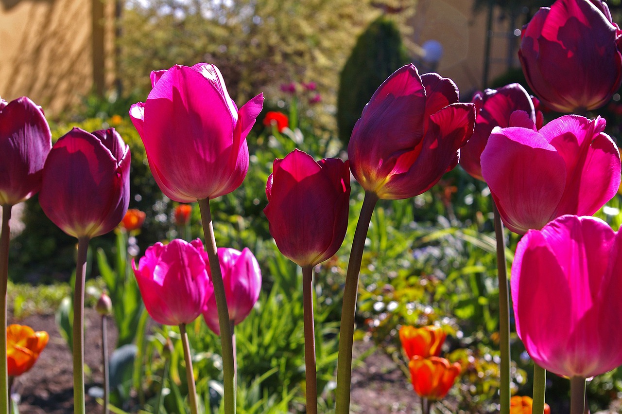 tulips red tulips red free photo