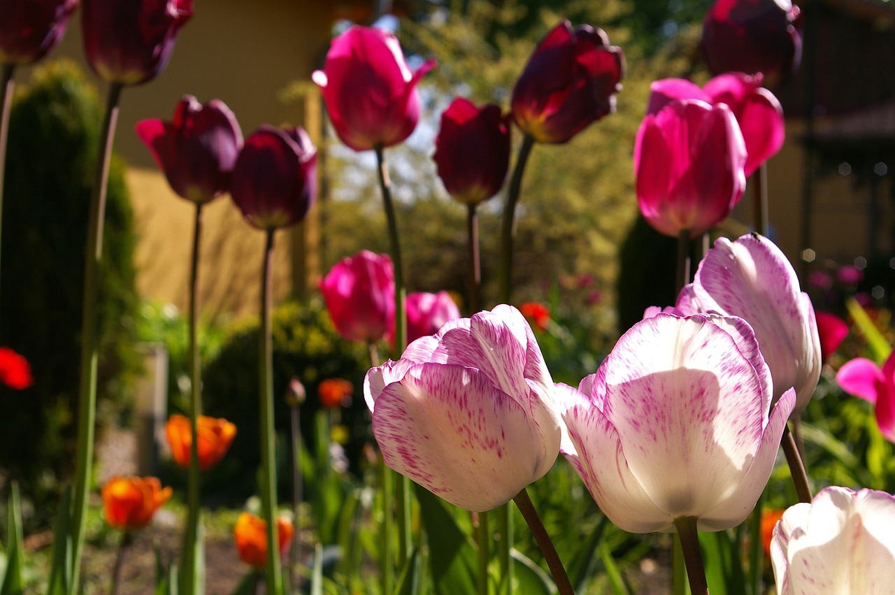 tulips red tulips red free photo