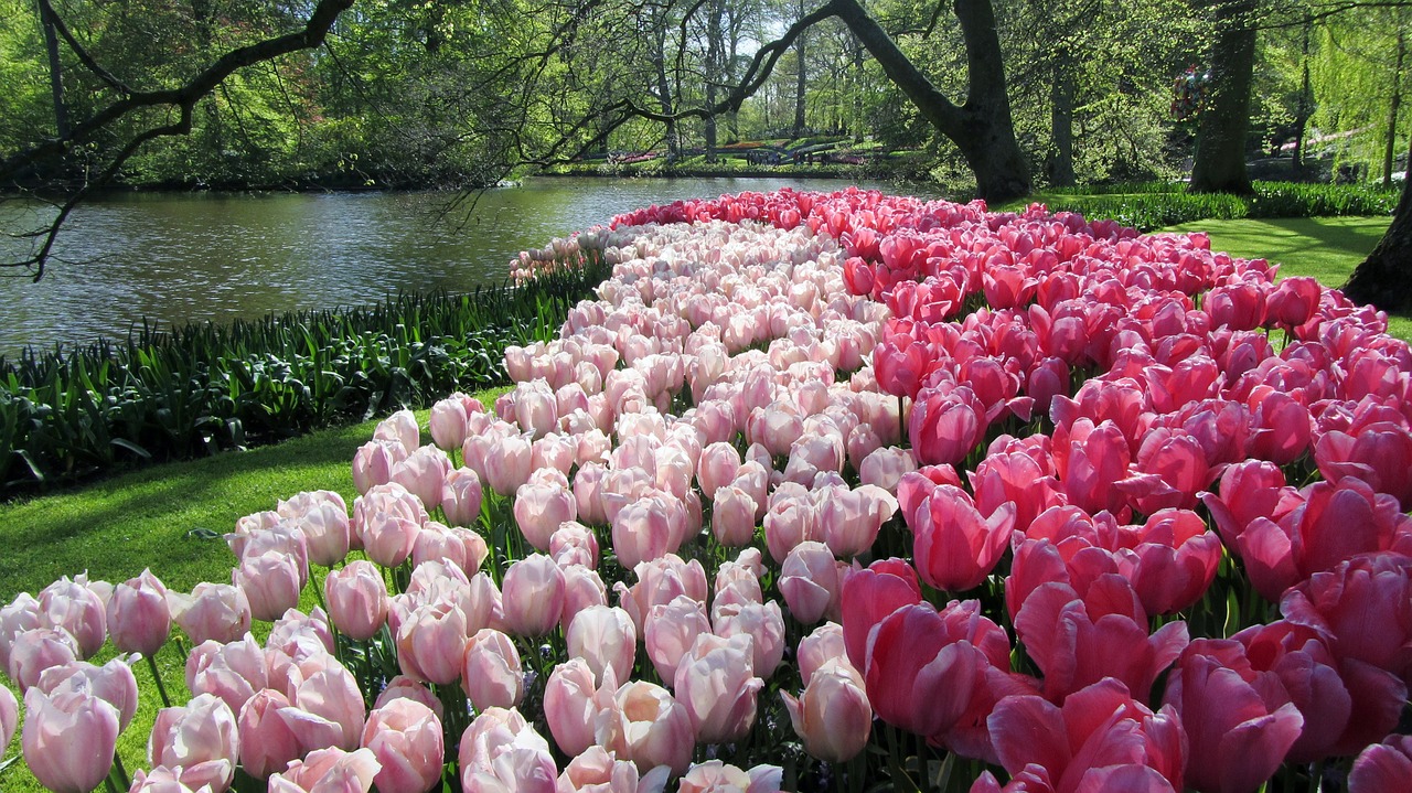 tulips netherlands keukenhof free photo