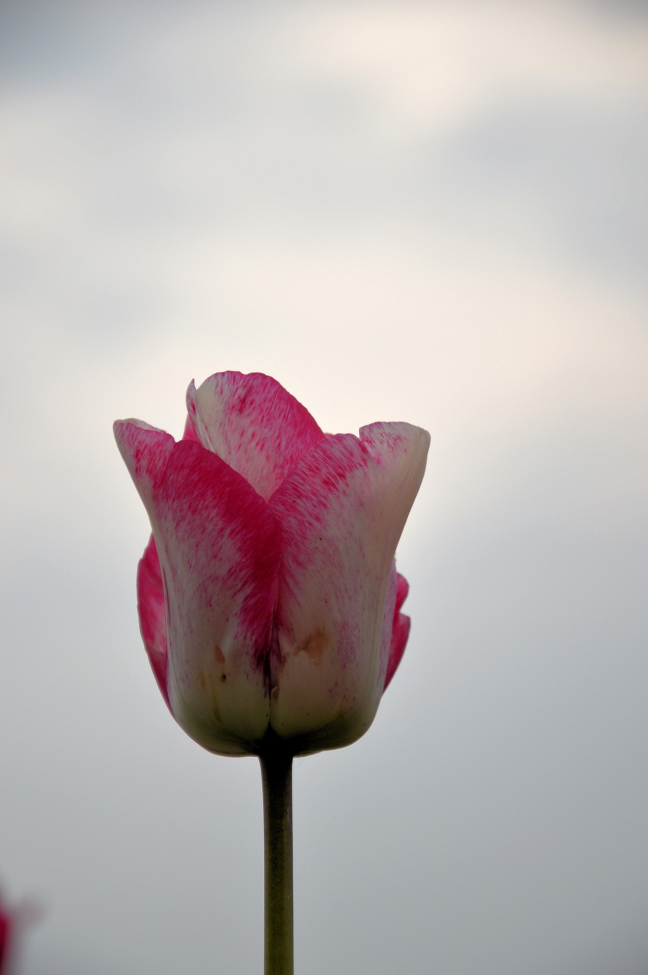 flowers tulips dutch free photo