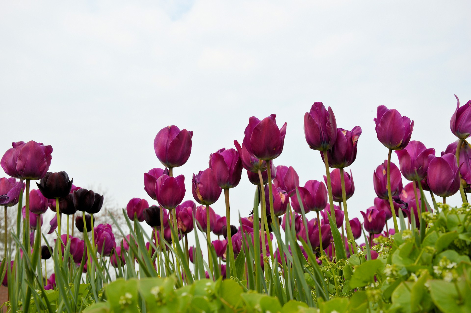 flowers tulips dutch free photo