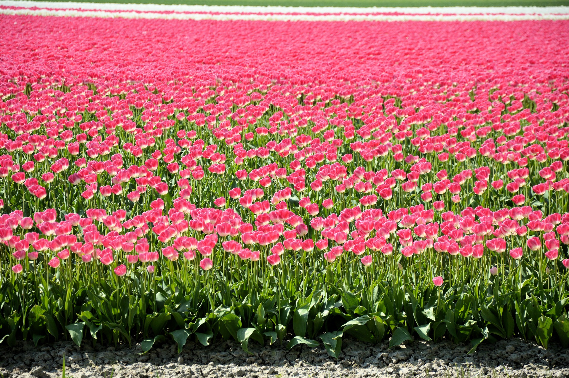 flowers tulips dutch free photo