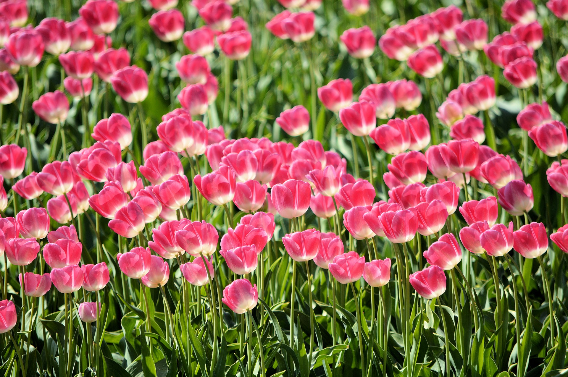 flowers tulips dutch free photo