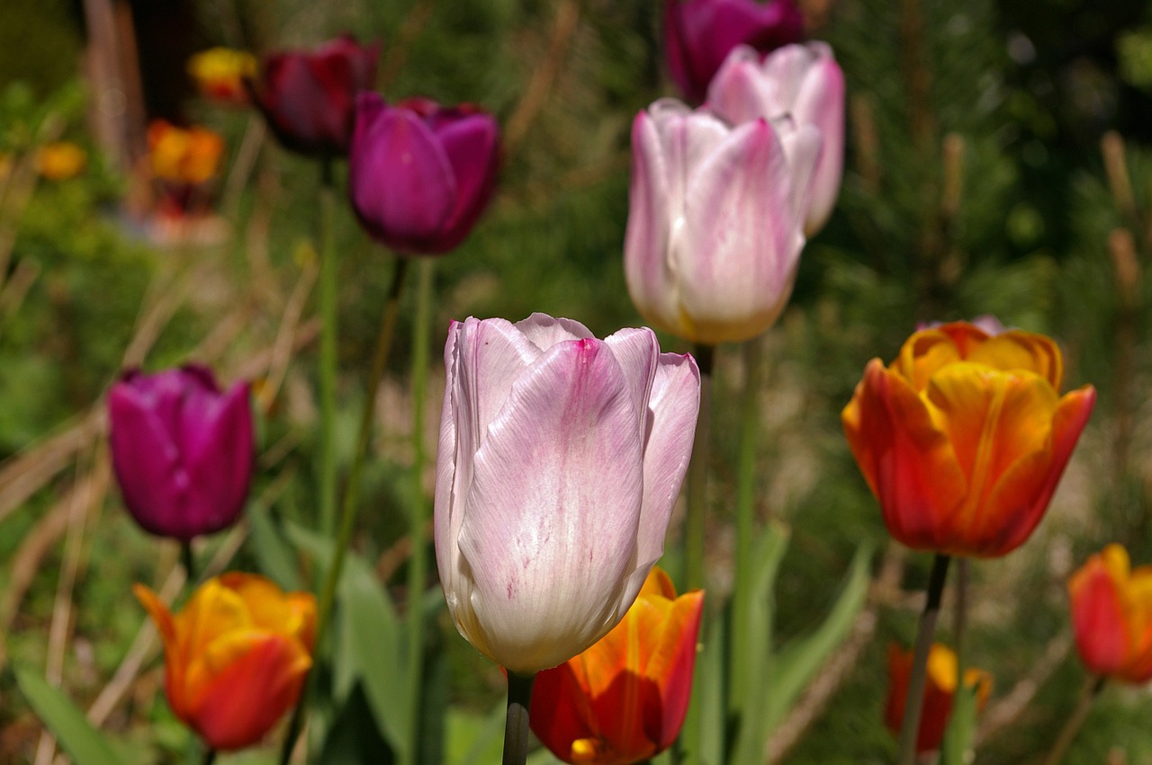 tulips white tulips red free photo