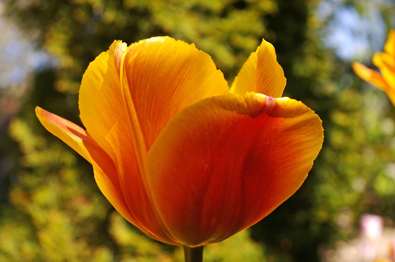 tulips yellow tumor orange tulip free photo