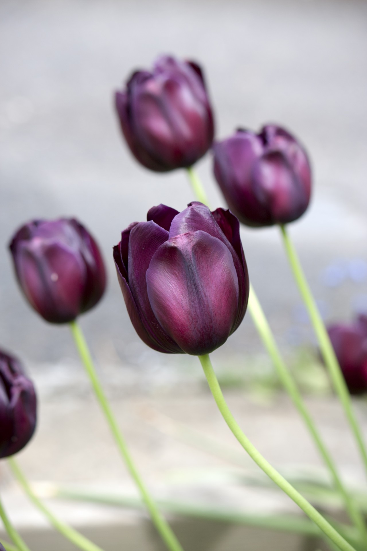 tulip tulips flowers free photo