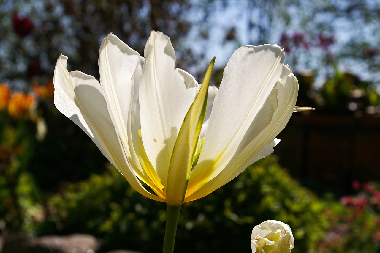 tulips white tulips white free photo