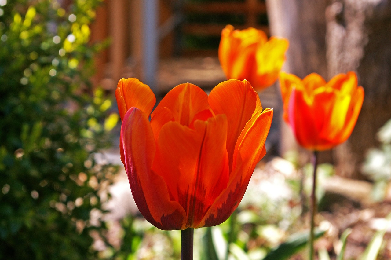 tulips yellow tumor orange tulip free photo