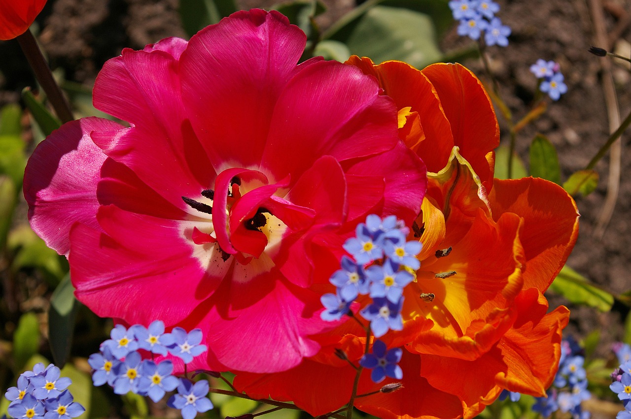 tulips orange tulips pink free photo