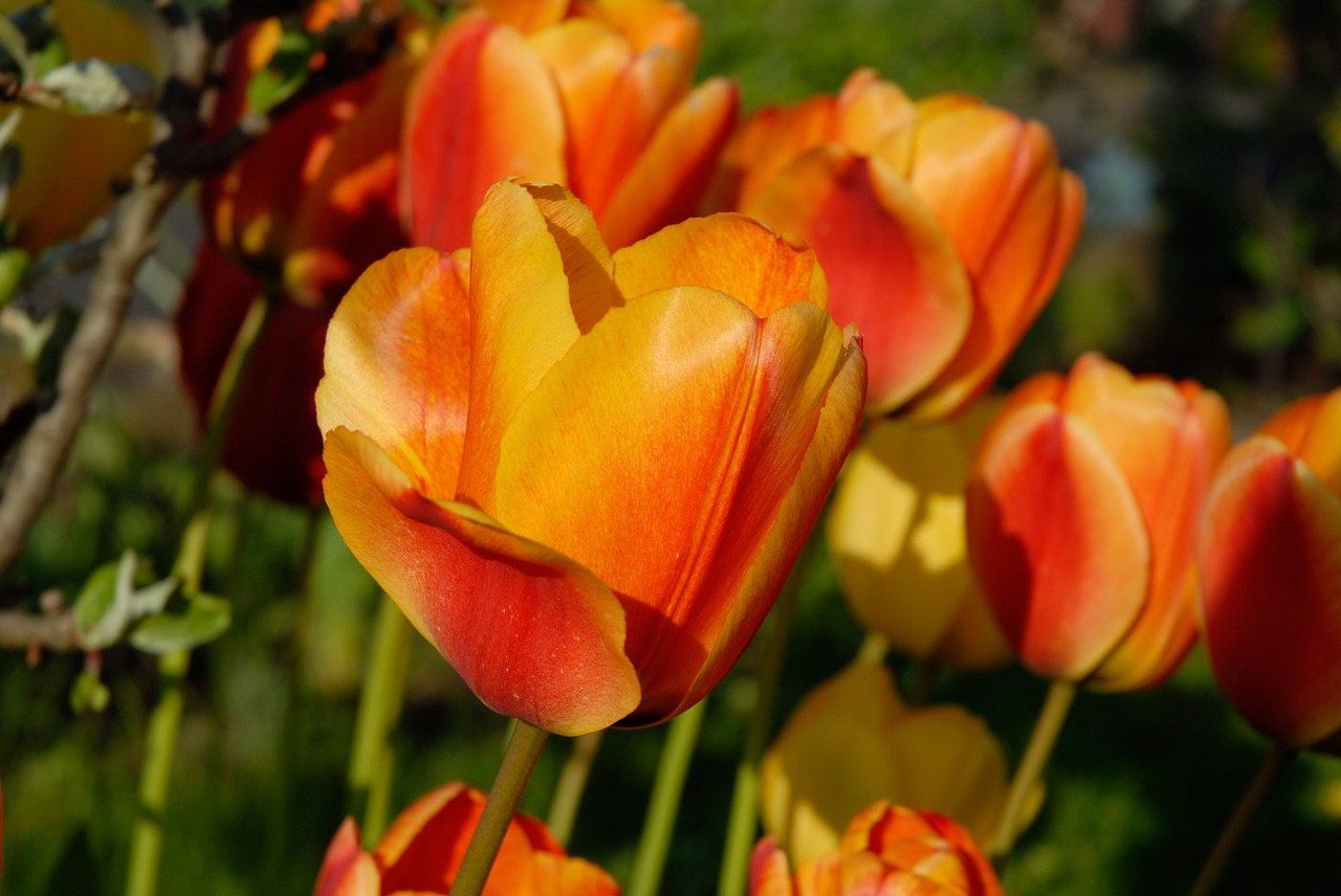 tulips orange blossom free photo