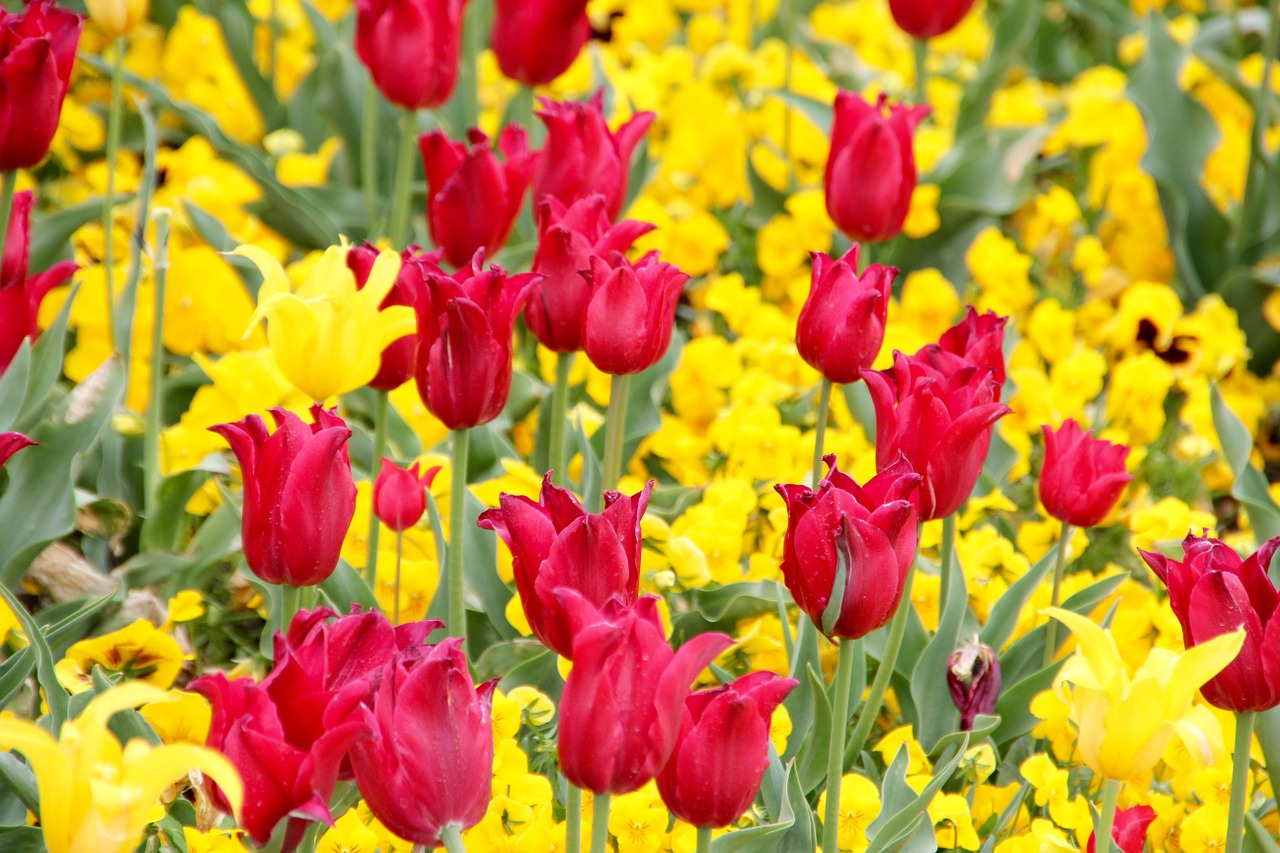 tulips holland flowers free photo