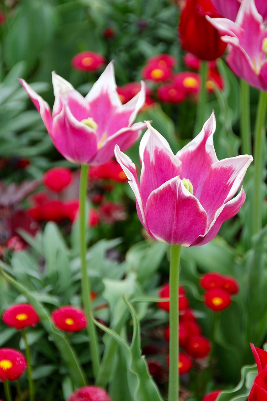 tulips holland dutch free photo