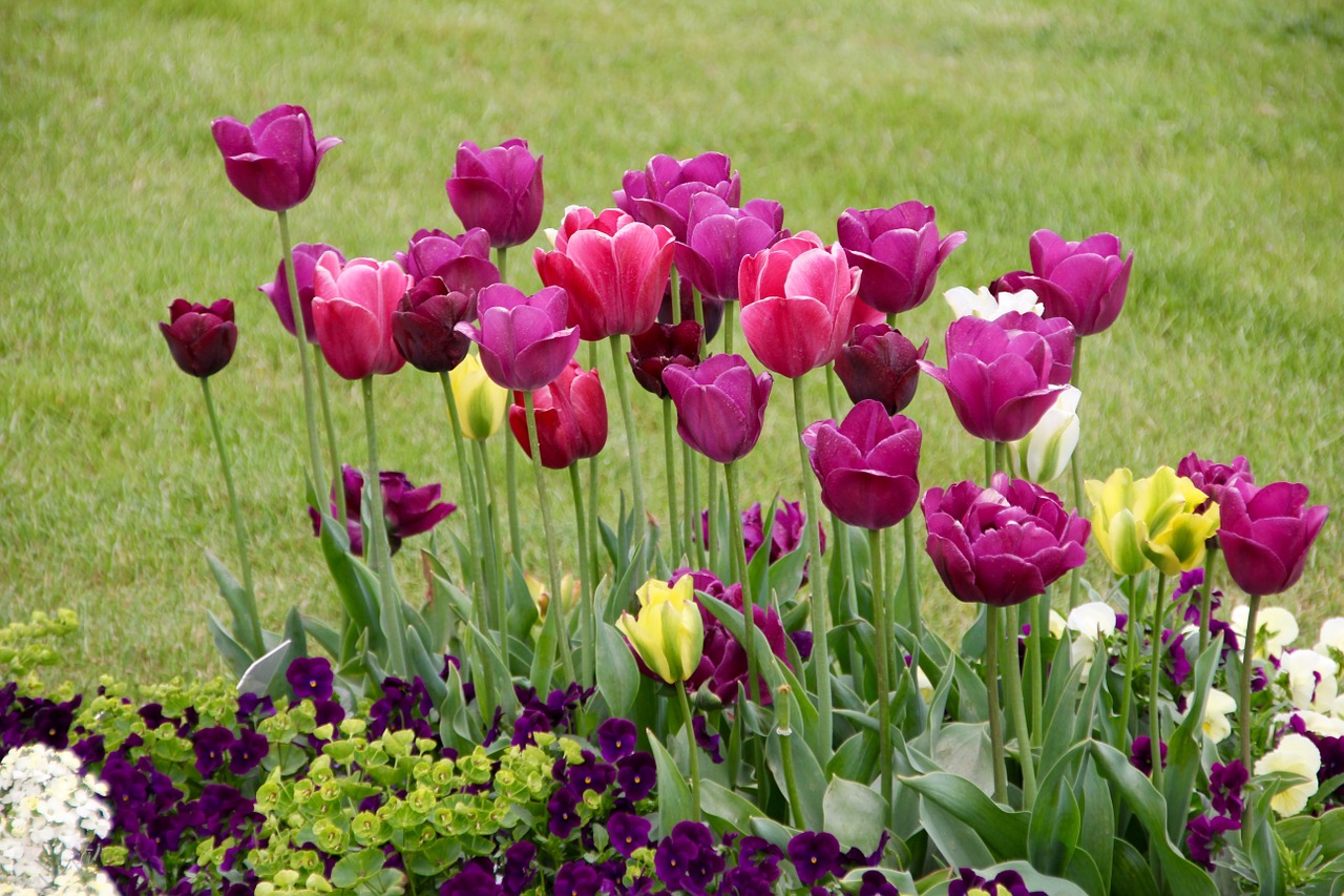 tulips tulipa tulpenzwiebel free photo